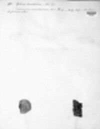 Coniocarpon cinnabarinum image